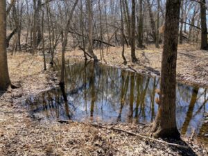 4. Vernal Pool