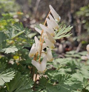 5. Dutchmans Breeches