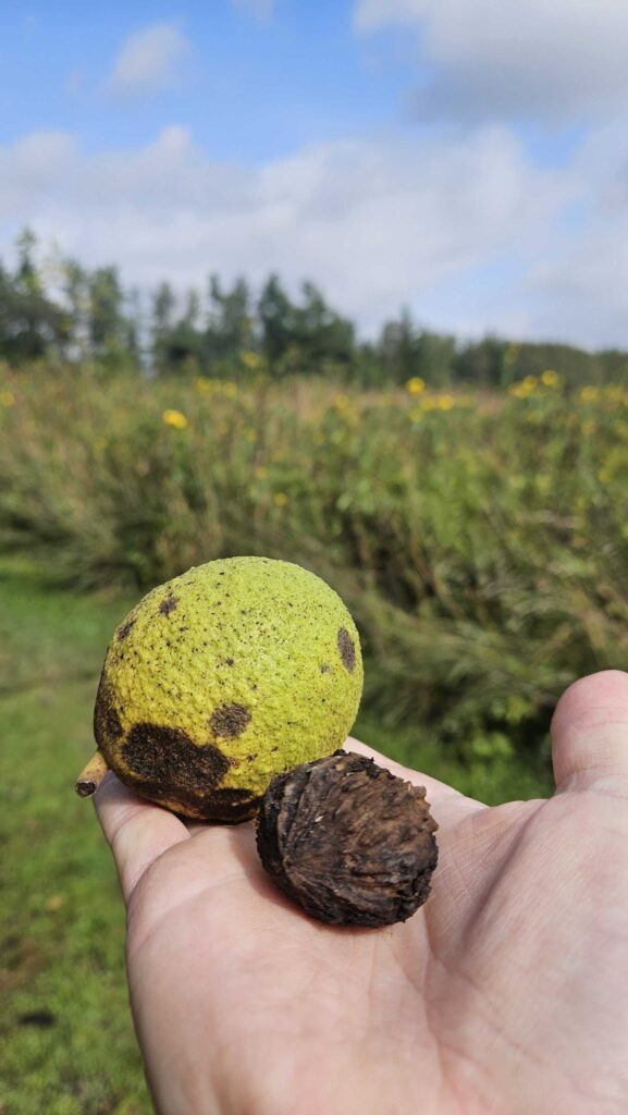 10. Black Walnut