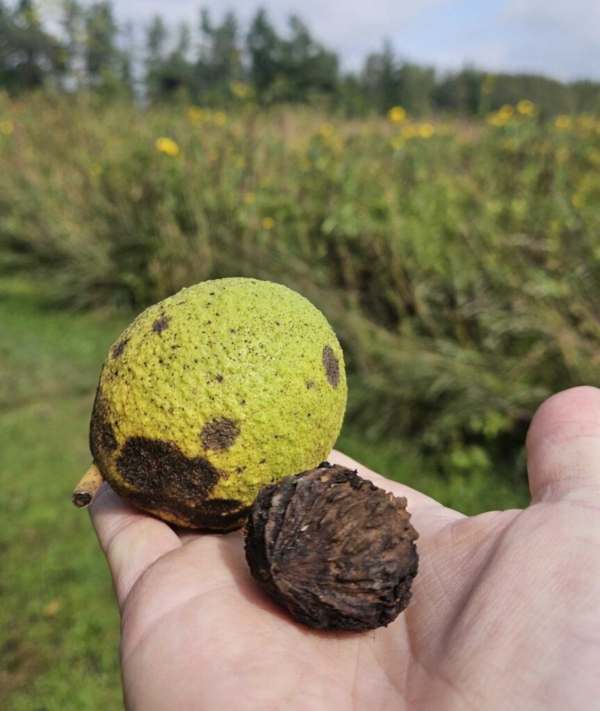 Hand holding two different stages of the walnut seed. One seed has large green covering over the seed. The other is the hard brown ridged walnut seed. The green seed is larger than the brown seed.