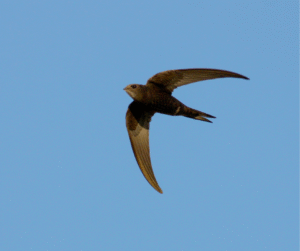 Chimney Swift September Pic