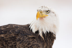 _DSC6936 Bald Eagle with blood on its beak.