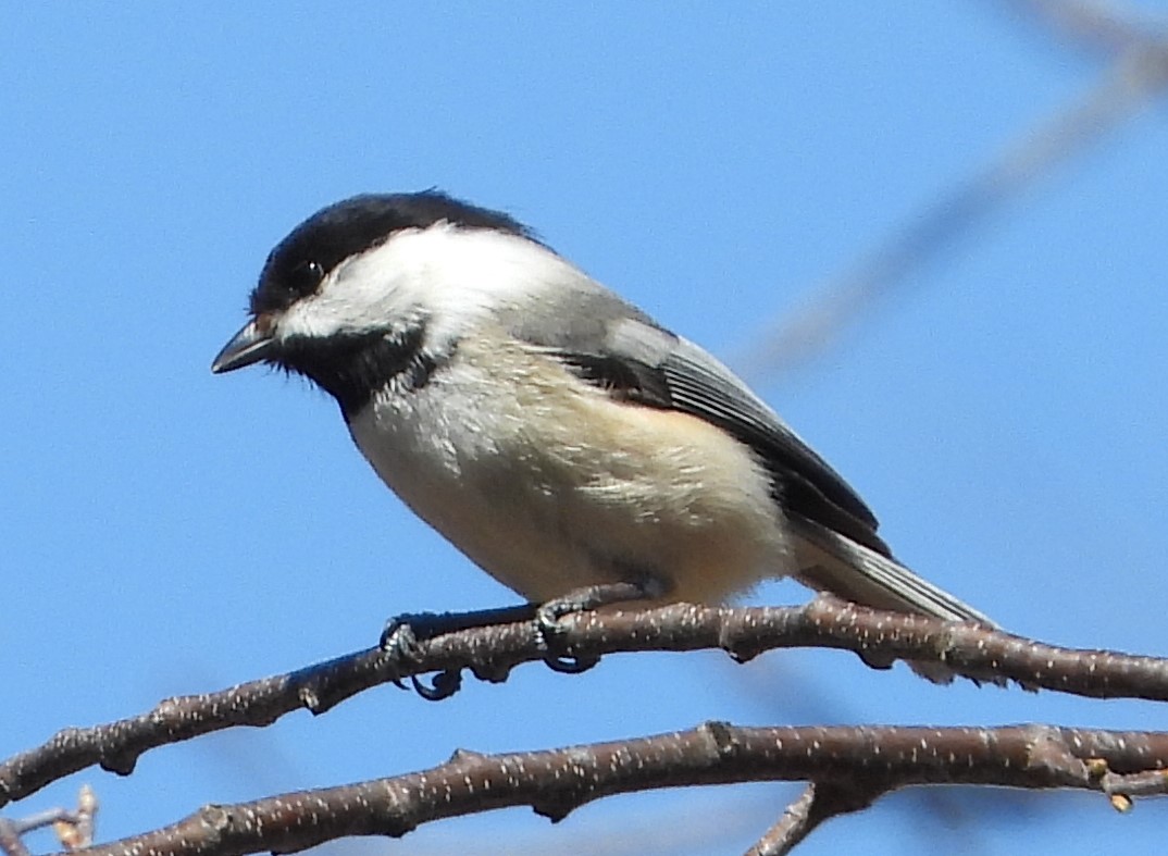 Black-capped chickadee sitting on a branch with a blue sky background. Picture by Chris White. 