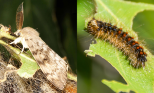 spongy-moth A grey and brown moth sitting on a leaf next to a picture of a blue and red, spikey caterpillar on a leaf.