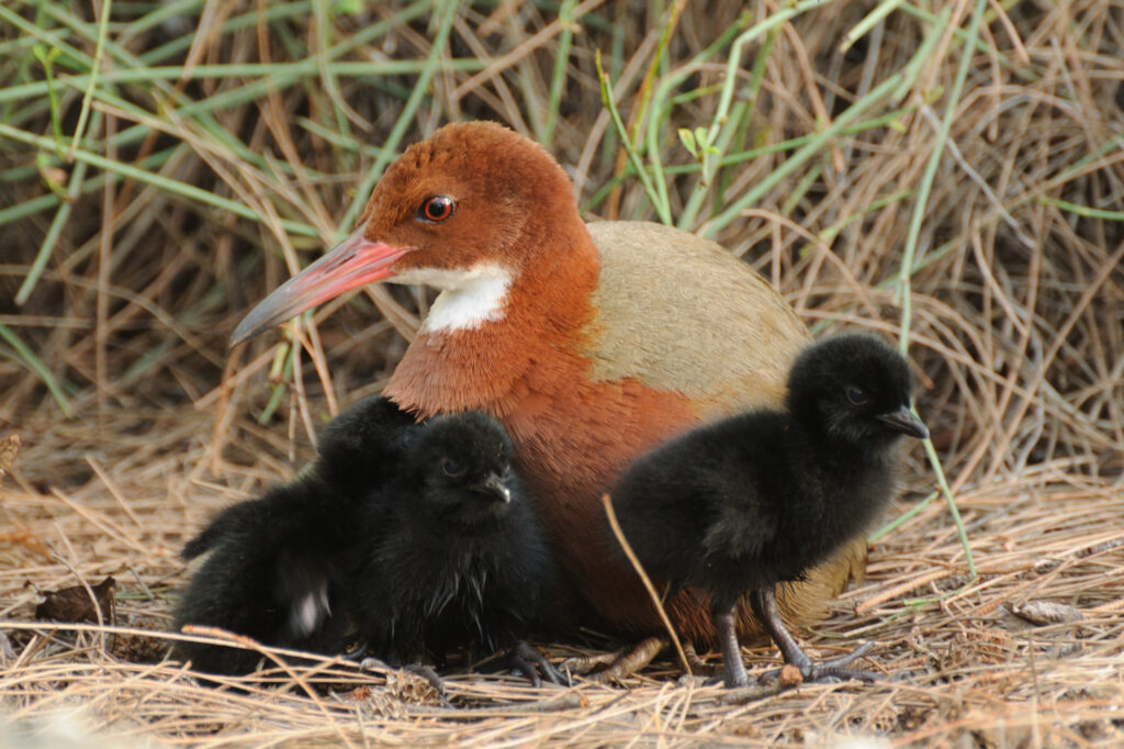 A bird with a white neck, red breast, brown back, and a redish-brown beak. Three black baby bird chicks by the mother bird. Sitting in the grass.
