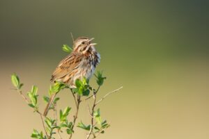 A brown and white bird with its mouth open sitting on a group of twigs with leaves on it.