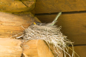 _DSC5583 A grey and brown bird sitting on a nest in the nook of a log cabin.