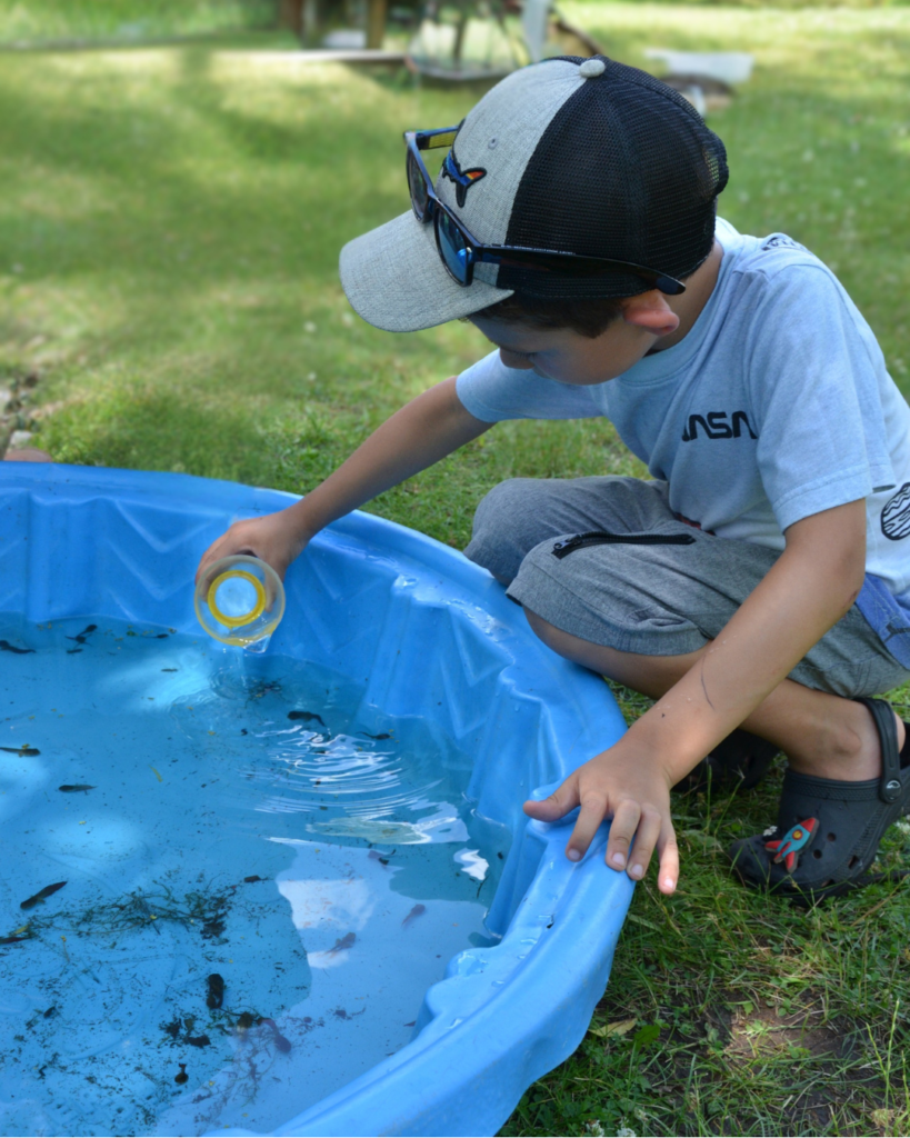 Child outside kneeling at the side of a kiddie pool filled with water and pond critters. The child is going in with a magnifying cup.