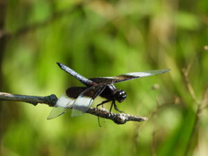 Dragonfly A dragonfly with black and white wings and a blue tail sitting on a branch outside.