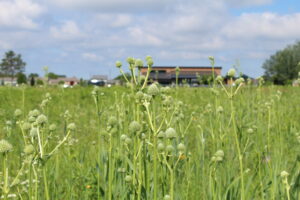 A field of grass with pointy white/green flowers in it. 