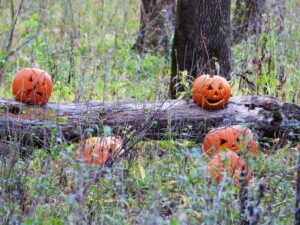 5 carved pumpkins sitting outside in tall grass on a fallen log. 